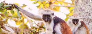 Red Colobus Monkeys Featured in Group Wildlife One A Day